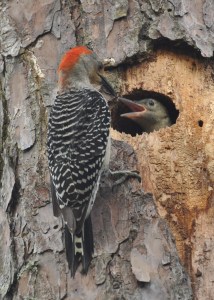 Red-bellied Woodpecker - Ed Konrad