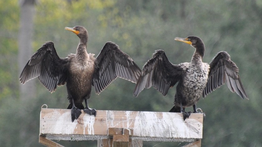Double-crested Cormorants drying their wings - E Konrad