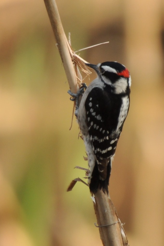 Downy Woodpecker - Ed Konrad