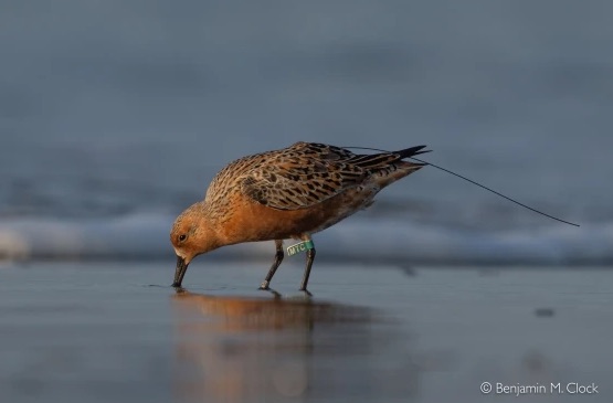 South Carolina’s Critical Role in the Survival of Arctic Nesting Shorebirds with a focus on Red Knots